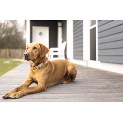 Collare per cane Anam Cara stampato HKM Talpa / oro giallo Grigio Collare per cane Anam Cara stampato HKM Talpa / oro giallo Grigio