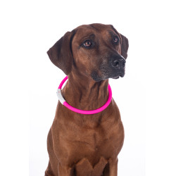 Collare luminoso per cani a LED HKM