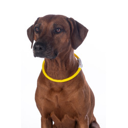 Collare luminoso per cani a LED HKM Giallo