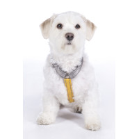 Pettorina per cane Anam Cara Basic in nylon HKM Talpa / oro giallo