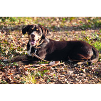 Guinzaglio da addestramento per cane Anam Cara corda HKM Brandy Marrone Guinzaglio da addestramento per cane Anam Cara corda HKM Brandy Marrone