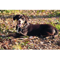 Guinzaglio da addestramento per cane Anam Cara corda HKM Brandy Marrone Guinzaglio da addestramento per cane Anam Cara corda HKM Brandy Marrone