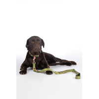 Guinzaglio da addestramento per cani Qooper in nylon HKM Pistacchio