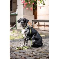 Guinzaglio da addestramento per cani Qooper in nylon HKM Pistacchio Verde
