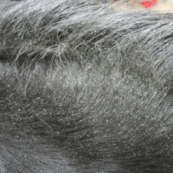 Répulsif Animaderm Derfly