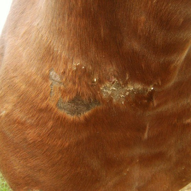 Rigenerante Animaderm Cutene Rigenerante Animaderm Cutene