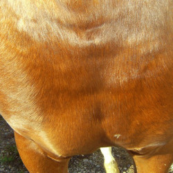 Régénérant Animaderm Cutene