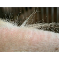 Shampooing Animaderm Tea Tree Shampooing Animaderm Tea Tree