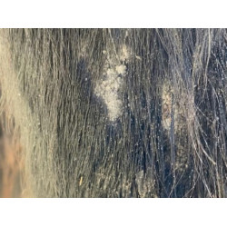 Shampooing Animaderm Tea Tree Shampooing Animaderm Tea Tree