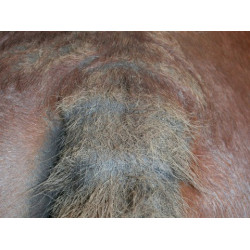 Shampooing Animaderm Tea Tree Shampooing Animaderm Tea Tree