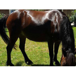 Shampooing Animaderm Tea Tree Shampooing Animaderm Tea Tree