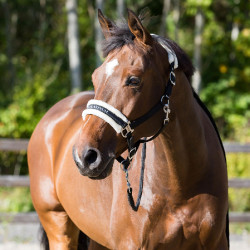 Capezza Howard Crescendo Horze Nero Capezza Howard Crescendo Horze Nero