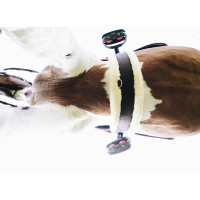 Cinghia pecora Kentucky Marrone