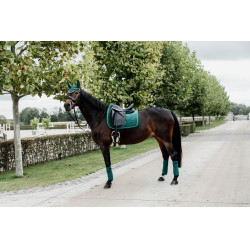 Sottosella Velvet dressage Kentucky Sottosella Velvet dressage Kentucky