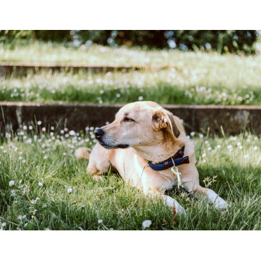 Collare per cane Plaited Nylon Kentucky