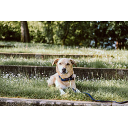 Collare per cane Plaited Nylon Kentucky Blu navy