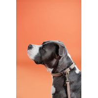 Collare per cane Plaited Nylon Kentucky Blu navy