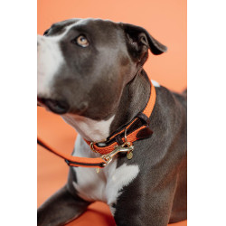 Collare per cane Plaited Nylon Kentucky