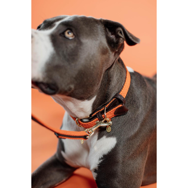 Collare per cane Plaited Nylon Kentucky