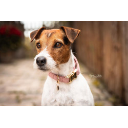 Collare per cane Velvet Kentucky