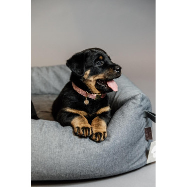 Hondenhalsband Velvet Kentucky Rosa antico