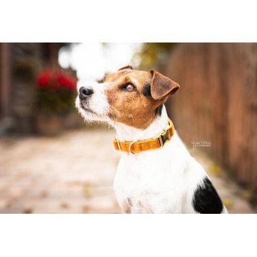 Collare per cane Velvet Kentucky Collare per cane Velvet Kentucky