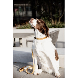 Collare per cane Velvet Kentucky Collare per cane Velvet Kentucky