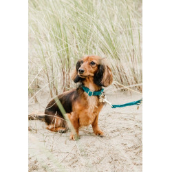 Collare per cane Velvet Kentucky Smeraldo Verde