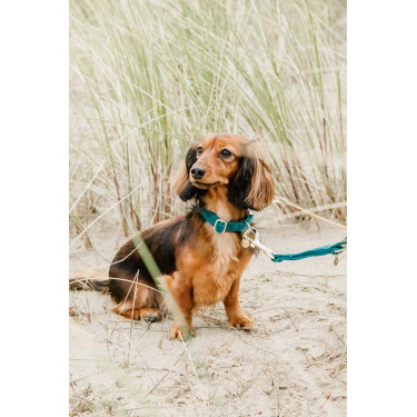 Collare per cane Velvet Kentucky Smeraldo Verde