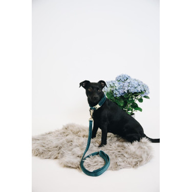 Collare per cane Velvet Kentucky Smeraldo Verde