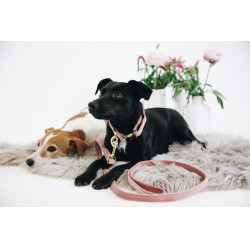 Guinzaglio per cane Velvet 120 cm Kentucky Guinzaglio per cane Velvet 120 cm Kentucky
