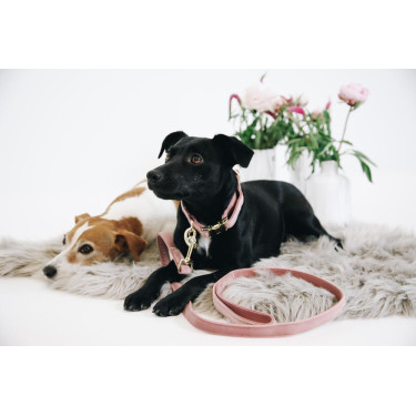 Guinzaglio per cane Velvet 120 cm Kentucky Guinzaglio per cane Velvet 120 cm Kentucky