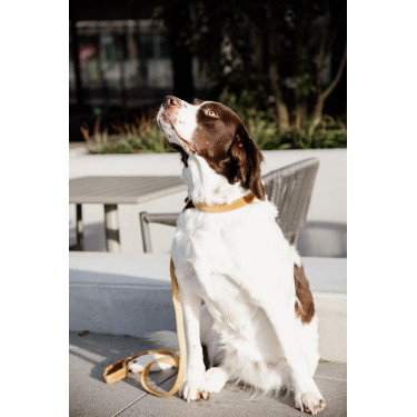 Guinzaglio per cane Velvet 120 cm Kentucky Guinzaglio per cane Velvet 120 cm Kentucky