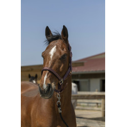 Licol Norton Zari Bordeaux