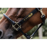 Targhetta per cavezza oro Kentucky Oro