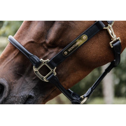 Targhetta per cavezza oro Kentucky Targhetta per cavezza oro Kentucky