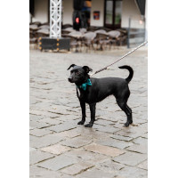 Papillon in Velluto Kentucky Smeraldo Verde Papillon in Velluto Kentucky Smeraldo Verde