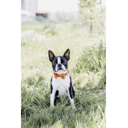 Papillon in Velluto Kentucky Papillon in Velluto Kentucky