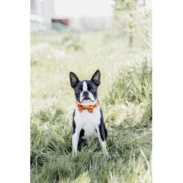 Papillon in Velluto Kentucky Papillon in Velluto Kentucky