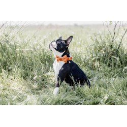 Papillon in Velluto Kentucky Papillon in Velluto Kentucky