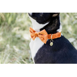 Papillon in Velluto Kentucky Papillon in Velluto Kentucky