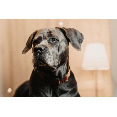 Collare per cane Corduroy Kentucky Collare per cane Corduroy Kentucky