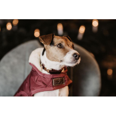 Collare per cane Corduroy Kentucky Collare per cane Corduroy Kentucky