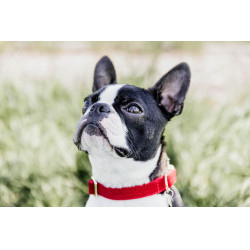 Collare per cane Corduroy Kentucky Rosso Collare per cane Corduroy Kentucky Rosso