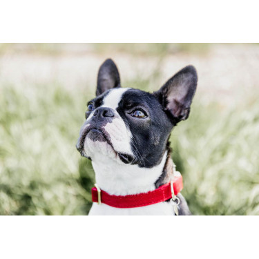 Collare per cane Corduroy Kentucky Rosso Collare per cane Corduroy Kentucky Rosso