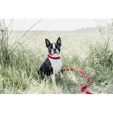 Collare per cane Corduroy Kentucky Rosso Collare per cane Corduroy Kentucky Rosso