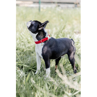 Collare per cane Corduroy Kentucky Rosso Collare per cane Corduroy Kentucky Rosso