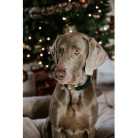 Collare per cane Corduroy Kentucky Verde abete