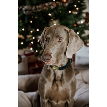 Collare per cane Corduroy Kentucky Verde abete