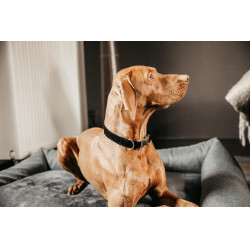 Collare per cane Corduroy Kentucky Nero